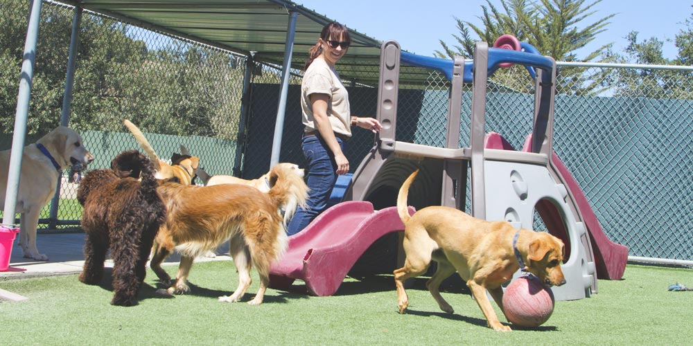 Doggy Daycare Grand Rapids, MI