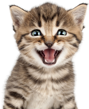 Cat Boarding | Grand Rapids Pet Resort | Kitty Condos & Kennel Services
