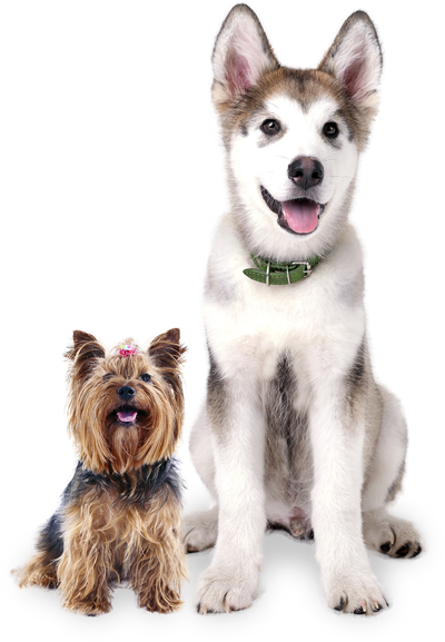 Dog Daycare | Grand Rapids Pet Resort | Doggy Day Care