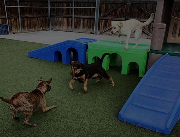 pack pet resort reviews