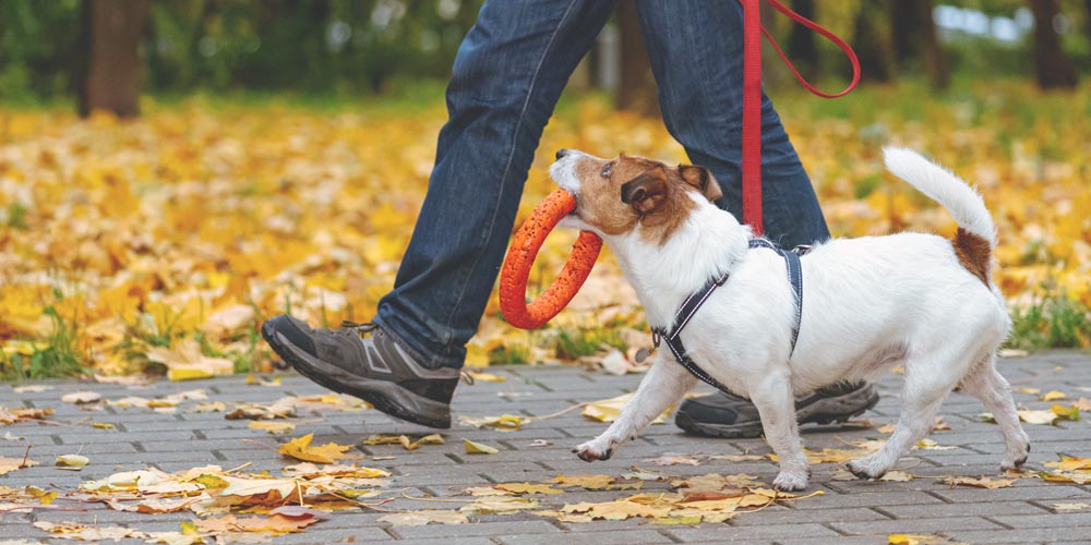 Dog Training Grand Rapids