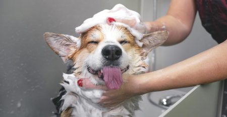 Questions to ask a potential dog groomer