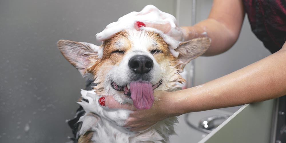 Proper Dog Grooming: What Are The Benefits?