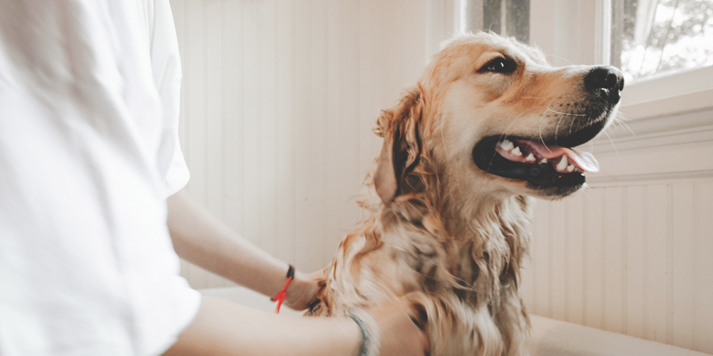 Questions To Ask A Dog Groomer