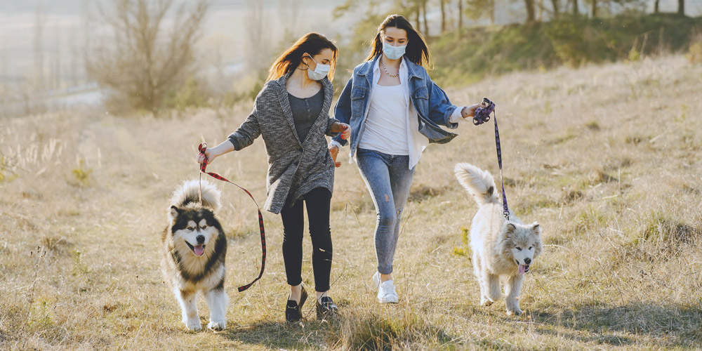 Desensitize Your Dog To PPE Face Masks