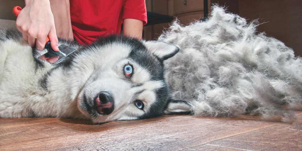 Siberian best sale husky fur