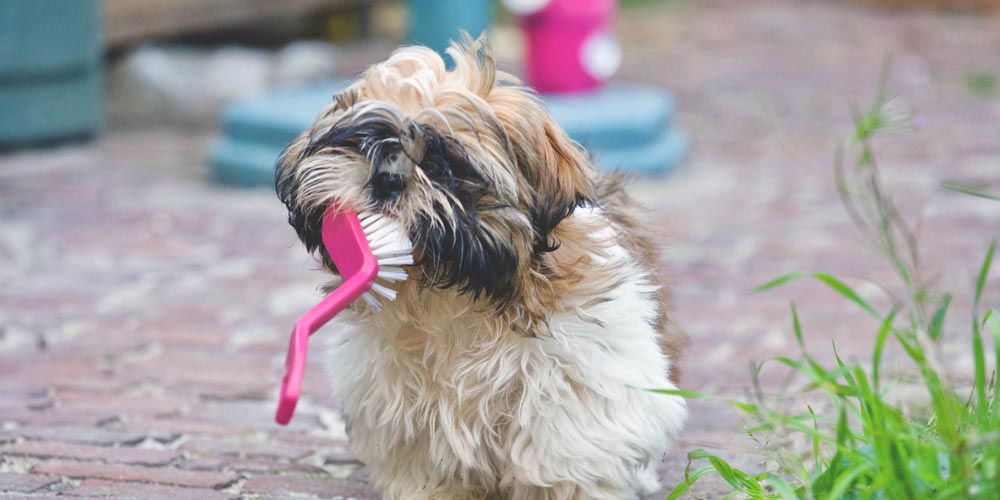 Dog Brushes Types and How to Use Them Pet Grooming Grand Rapids