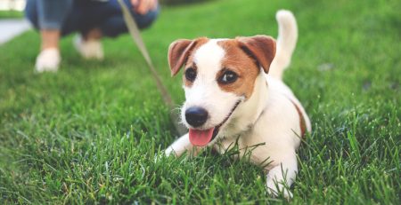 Helping Your Newly Adopted Dog Thrive