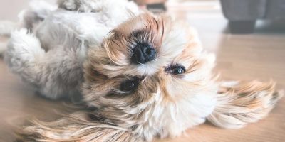 Fur Cut: Does My Dog Need One? | Grooming | Grand Rapids Pet Resort
