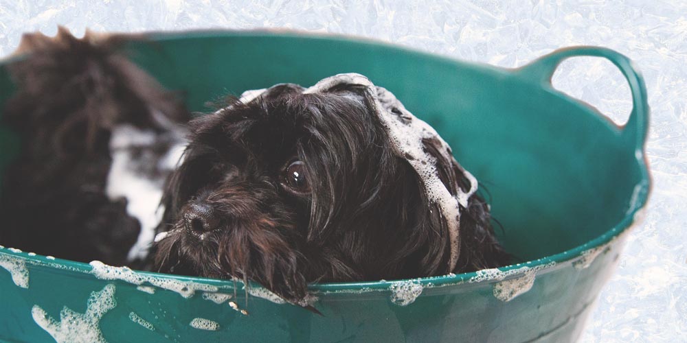 do you wash or cut dogs hair first