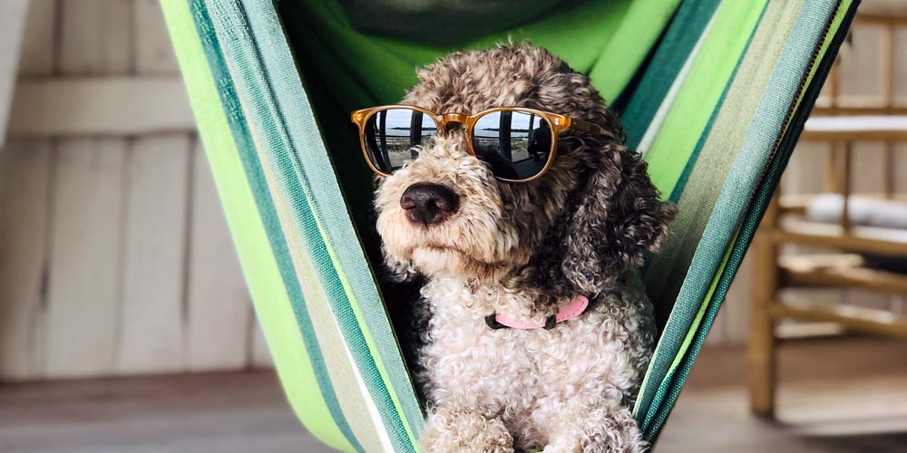 Enjoying Time Dog Daycare West Michigan Pet Resort