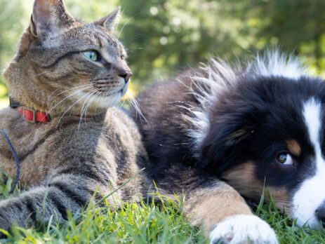 Should You Board Your Pet During Summer Vacation Grand Rapids Dog Boarding