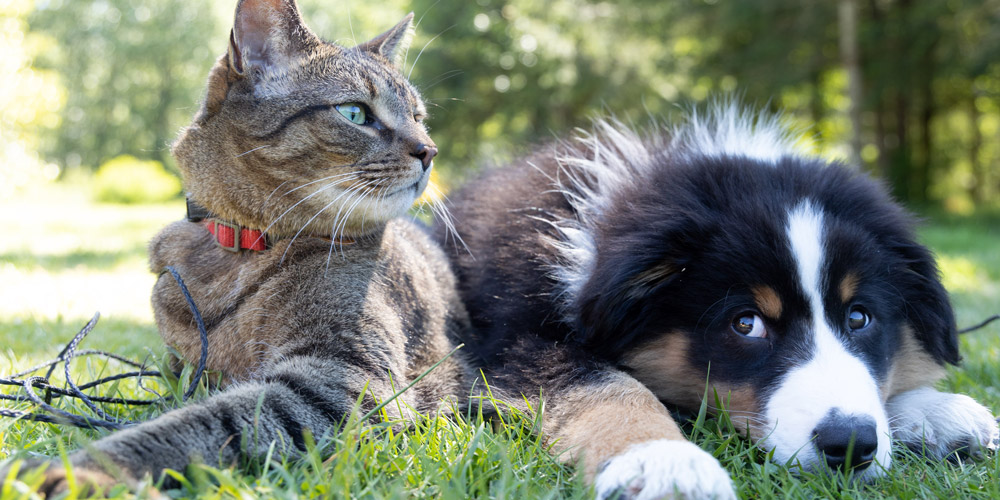 Should You Board Your Pet During Summer Vacation Grand Rapids Dog Boarding