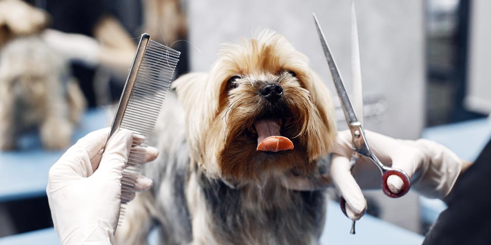 how often should your dog be groomed