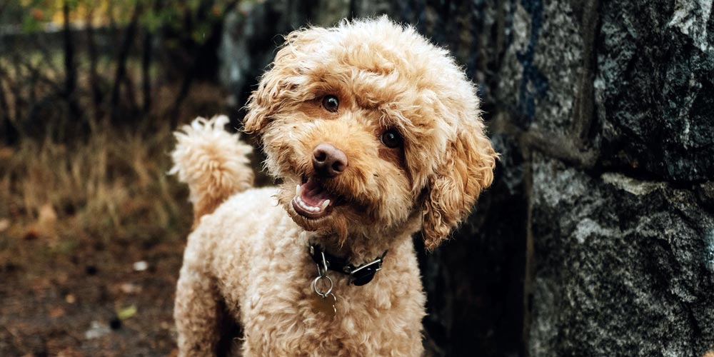 Preparing a Nervous Dog for Groomers