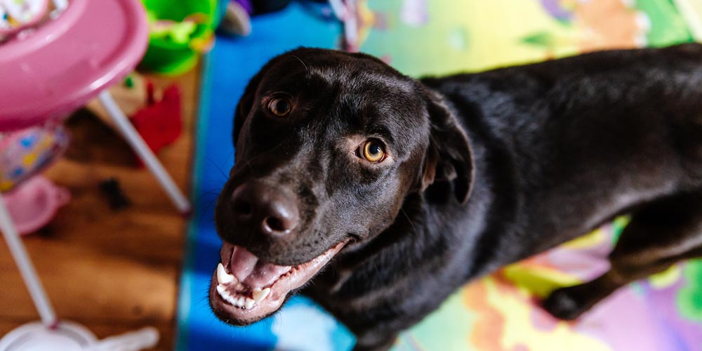 First Day of Doggy Daycare Grand Rapids Pet Resort