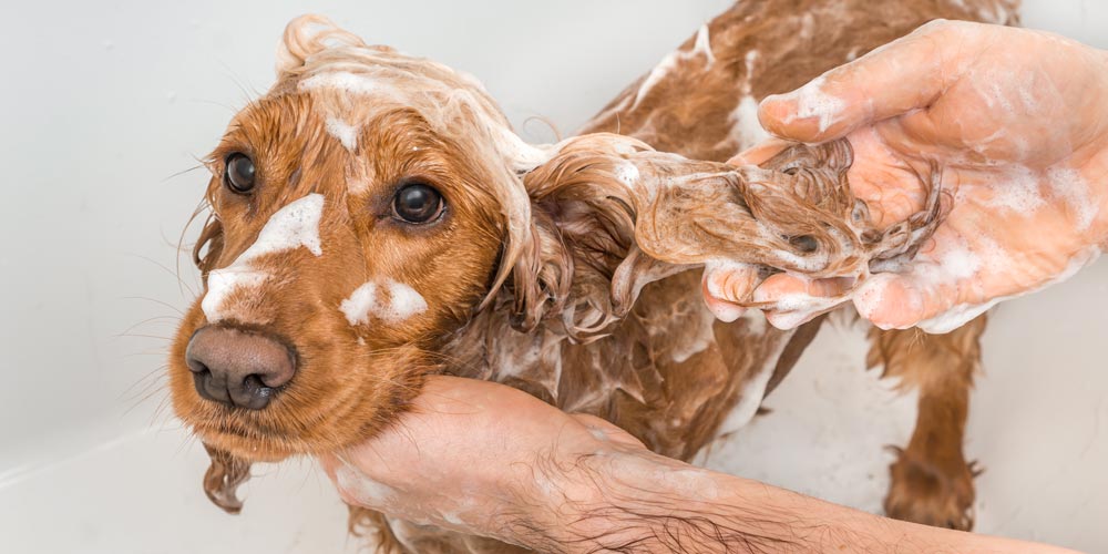 How Often Should You Get Your Dog Groomed