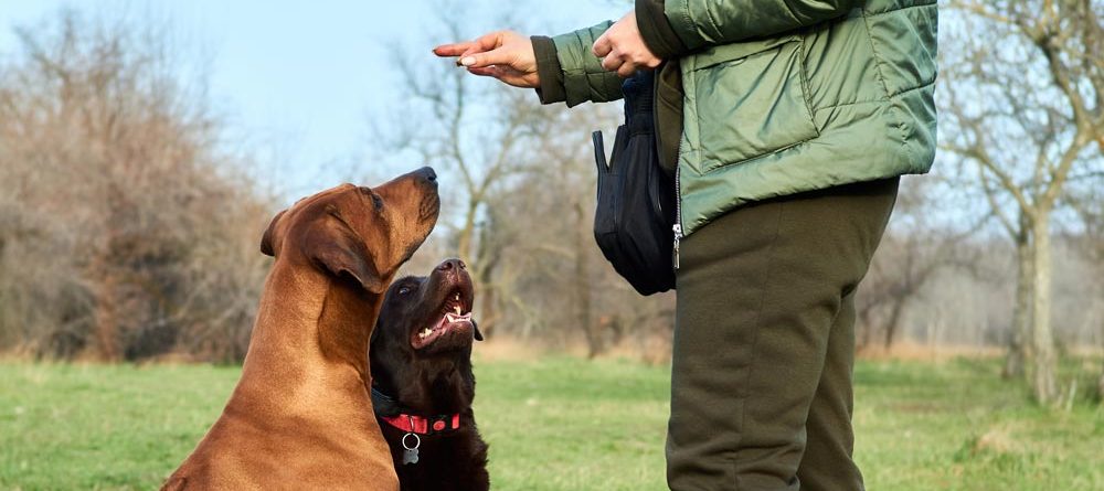 Why Training Your Dog Is Important