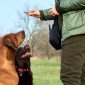 Why Training Your Dog Is Important