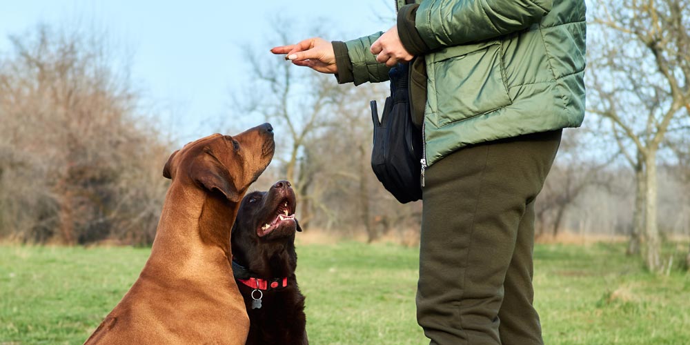 Why Training Your Dog Is Important